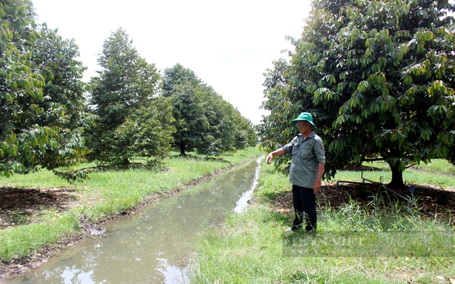 Ông Đức đào mương, lên liếp trồng sầu riêng với mật độ thưa, chỉ khoảng 100 cây/ha. Ảnh: Nguyên Vỹ