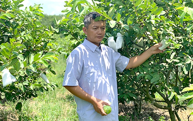 Ông Nguyễn Thanh Kiên, hội viên Hội Nông dân ở xã Phước Hòa (huyện Phú Giáo, Bình Dương) đang chăm sóc vườn ổi. Ảnh: T.L