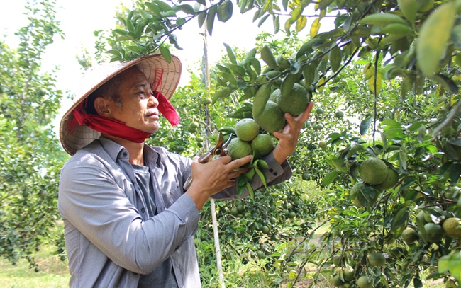 Ông Tống Văn Hướng -  Giám đốc HTX Nông nghiệp TM-DV Minh Hòa Phát, huyện Dầu Tiếng, Bình Dương. Ảnh: Trần Khánh