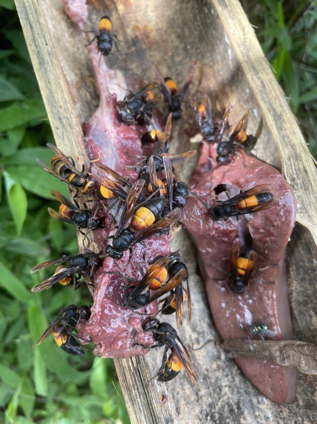Trai Mường thuần hóa loài ong “sát thủ” - Ảnh 3.