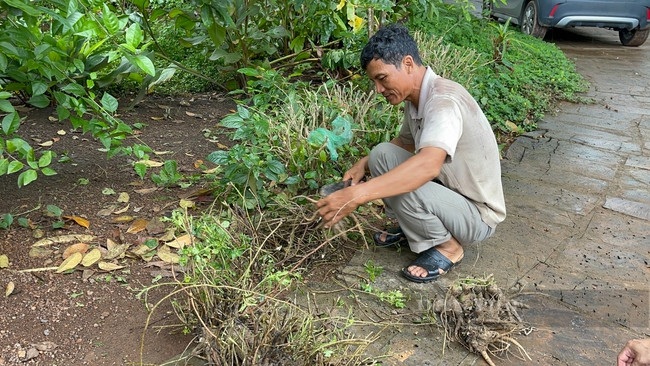 Nông dân Đồng Nai dùng chế phẩm IMO biến rác thành phân tiết kiệm hàng trăm triệu mỗi năm - Ảnh 10.