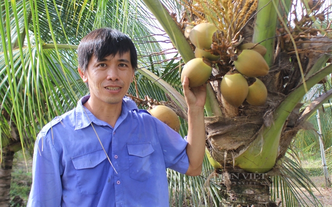 Sản phẩm dừa xiêm giống Malaixia của tổ hợp tác trồng dừa ở xã Lê Minh Xuân (huyện Bình Chánh). Ảnh: Trần Khánh