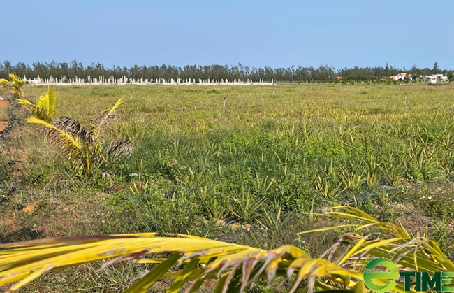 Quảng Ngãi: Bị tỉnh thu hồi đất dự án nông nghiệp công nghệ cao, HSCB gửi đơn khiếu nại  - Ảnh 1.