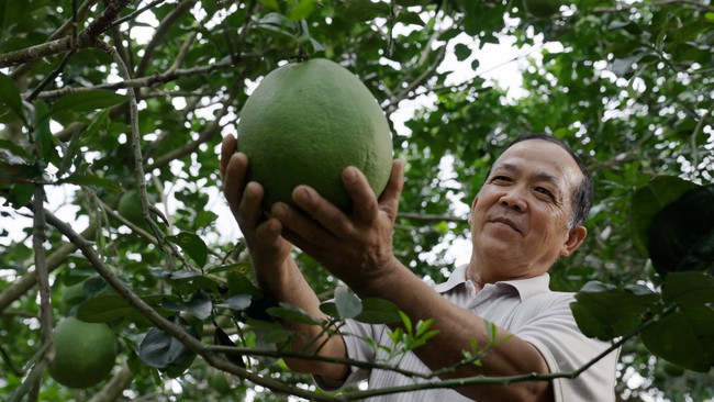 Có phân bón Cà Mau đồng hành, chẳng lo canh tác khó - Ảnh 2.