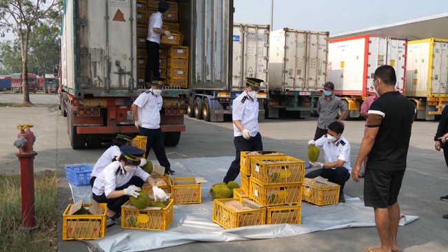 Lào Cai: 321 tấn sầu riêng được xuất khẩu qua Cửa khẩu quốc tế Kim Thành - Ảnh 1.