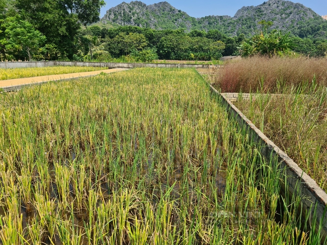 Phân lô đất nghĩa trang bán trái quy định tại Thanh Hóa - Ảnh 4.