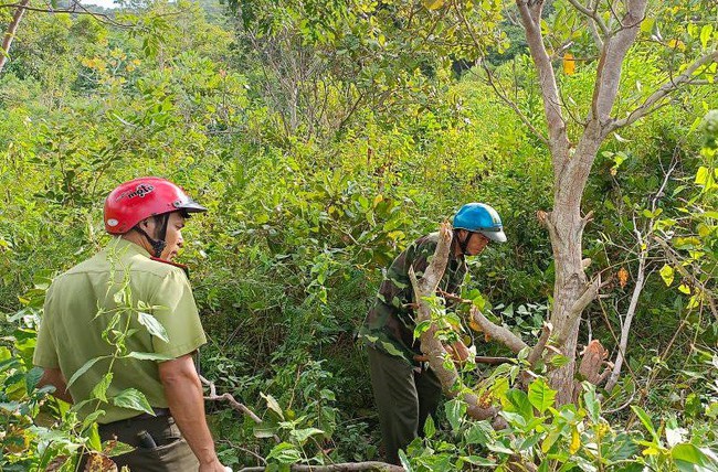 Ninh Thuận: Cưỡng chế cá nhân lấn chiếm đất rừng tại vườn Quốc gia Núi Chúa - Ảnh 2.