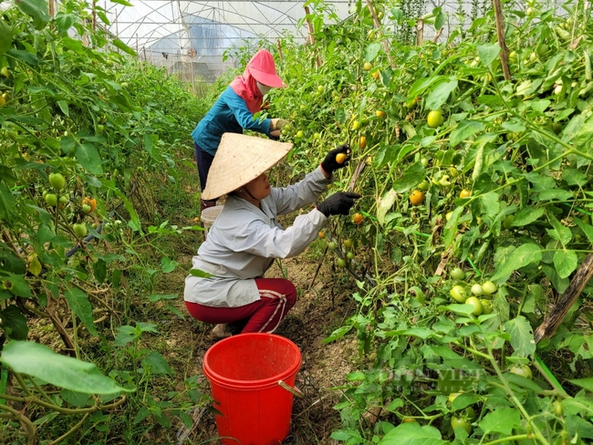 Trồng trái vụ 5.000 gốc cà chua ghép trên cây cà tím, một HTX ở Điện Biên thu hàng tấn quả   - Ảnh 5.