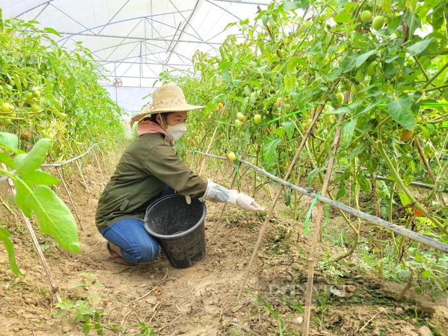 Trồng trái vụ 5.000 gốc cà chua ghép trên cây cà tím, một HTX ở Điện Biên thu hàng tấn quả   - Ảnh 6.