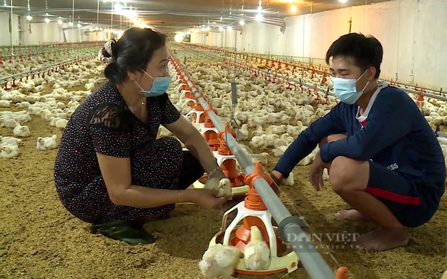 Nông dân huyện Bàu Bàng, tỉnh Bình Dương vay vốn từ Quỹ đầu tư phát triển của tỉnh để đầu tư nuôi gà công nghệ cao. Ảnh: Nguyên Vỹ