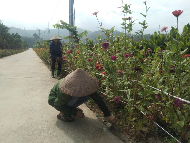 Người dân Minh Quang rủ nhau làm đường hoa, xây dựng quê hương thành nơi “đáng sống” - Ảnh 1.