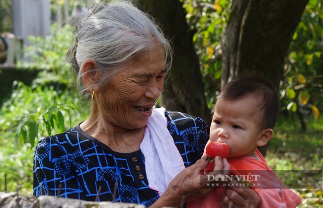 Loại cây đã sống cả thế kỷ, càng già quả lại càng ngon, giúp người dân ở Nghệ An hái ra tiền - Ảnh 6.