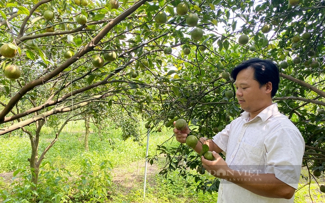 Anh Nguyễn Văn Tiến - HTX nông nghiệp Tân Tiến (huyện Bắc Tân Uyên). Ảnh: T.L