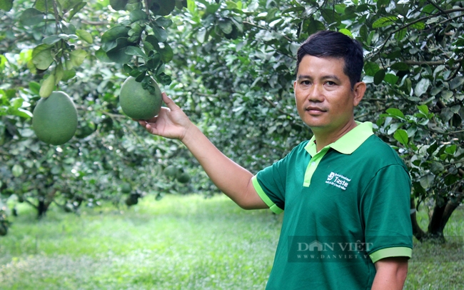 Anh Lê Minh Sang – Giám đốc HTX cây ăn quả Tân Mỹ (huyện Bắc Tân Uyên). Ảnh: Nguyễn Vy