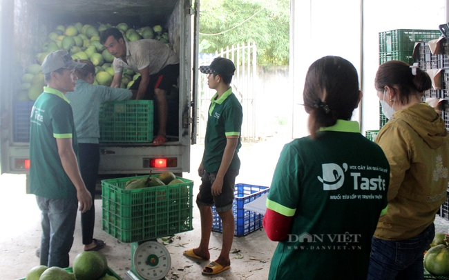 Trái cây được HTX cây ăn quả Tân Mỹ thu mua, đảm bảo đầu ra ổn định. Ảnh: Nguyên Vỹ