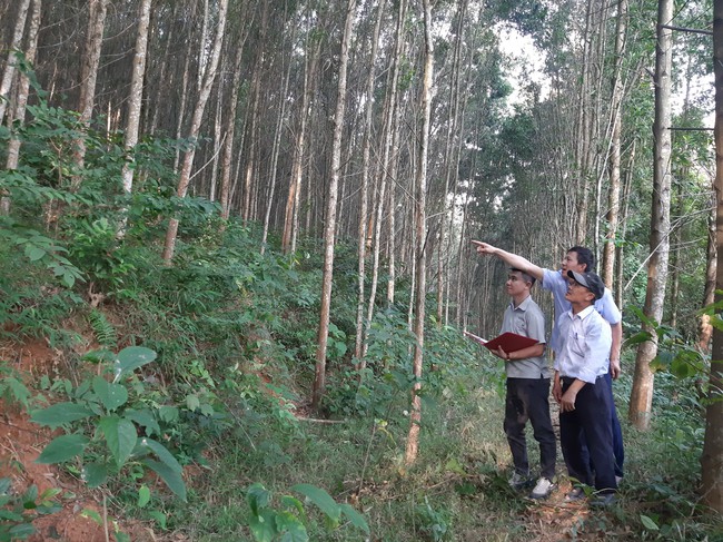 Hóa giải thách thức chứng minh nguồn gốc gỗ (bài 3): Liên kết trồng rừng FSC, nông dân xứ Nghệ hưởng lợi - Ảnh 1.