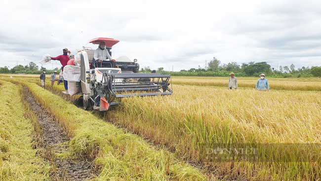 Xuất khẩu gạo liên tiếp lập kỷ lục - Ảnh 1.
