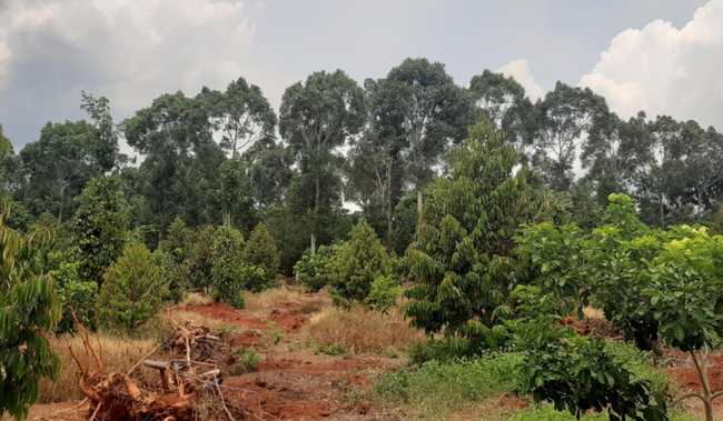 Đồng Nai: Xem xét chuyển hồ sơ cho công an điều tra vụ chặt phá rừng trái phép ở rừng phòng hộ Xuân Lộc - Ảnh 2.