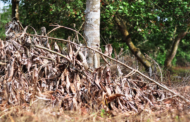 Đồng Nai: Xem xét chuyển hồ sơ cho công an điều tra vụ chặt phá rừng trái phép ở rừng phòng hộ Xuân Lộc - Ảnh 1.