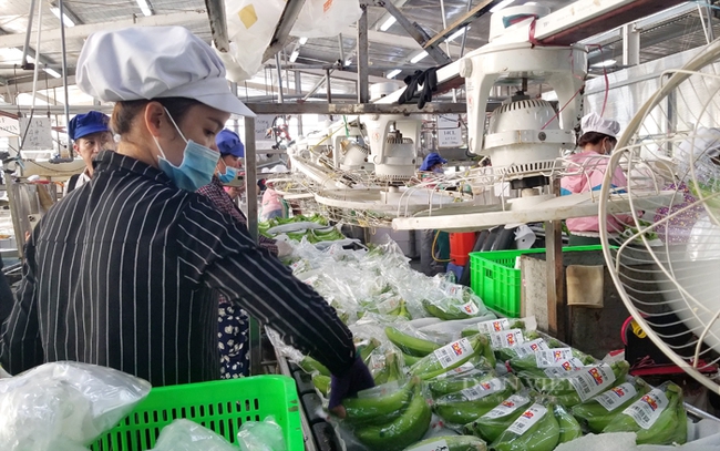 Sơ chế đóng gói chuối xuất khẩu ở Công ty U&I. Ảnh: Trần Khánh