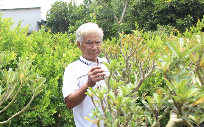 Ông Trương Văn Phượng, chủ vườn sứ Ba Đô ở xã Hưng Long, huyện Bình Chánh. Ảnh: Trần Khánh