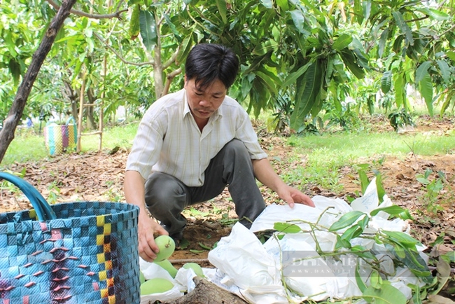Ông Phạm Văn Chánh đang trồng hơn 170 gốc xoài trên diện tích 1ha ở Cần Giờ. Ảnh: Trần Khánh