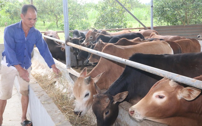 Hòa Bình nâng chất lượng đàn bò thương phẩm - Ảnh 1.
