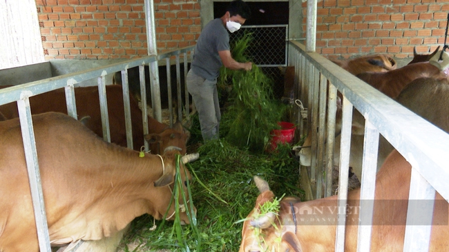 Câu lạc bộ giúp nhau làm giàu ở Quảng Nam như thế nào mà nông dân phấn khởi ủng hộ? - Ảnh 2.