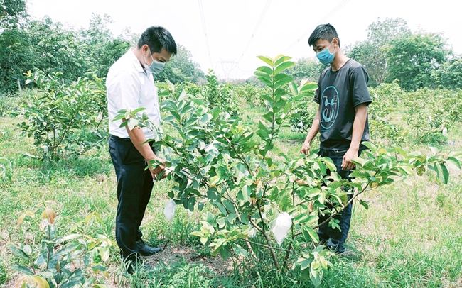 Mô hình trồng ổi hữu cơ xuất khẩu sang châu Âu của thành viên Nguyễn Thanh Kiên ở huyện Phú Giáo, Bình Dương. Ảnh: T.L