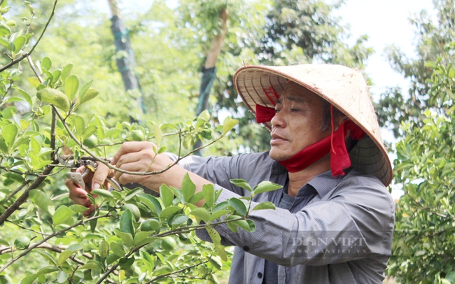 Ông Tống Văn Hướng, Nông dân Việt Nam xuất sắt năm 2020 tiếp tục được tín nhiệm bầu chức danh Chi hội trưởng Chi hội Nông dân tỷ phú Bình Dương nhiệm kỳ 2022-2027. Ảnh: Nguyên Vỹ