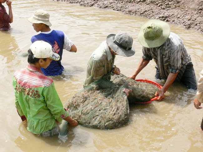 Chuyển đổi sinh kế ở Đồng bằng sông Cửu Long: Hiệu quả từ mô hình nuôi trồng thủy sản - Ảnh 1.