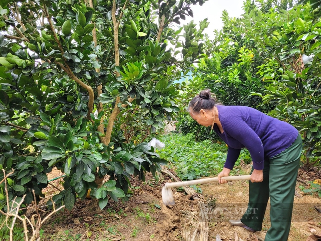 Cách độc đáo nông dân Điện Biên chăm sóc bưởi sai trĩu trịt, cây nào cũng vài trăm quả là gì? - Ảnh 3.