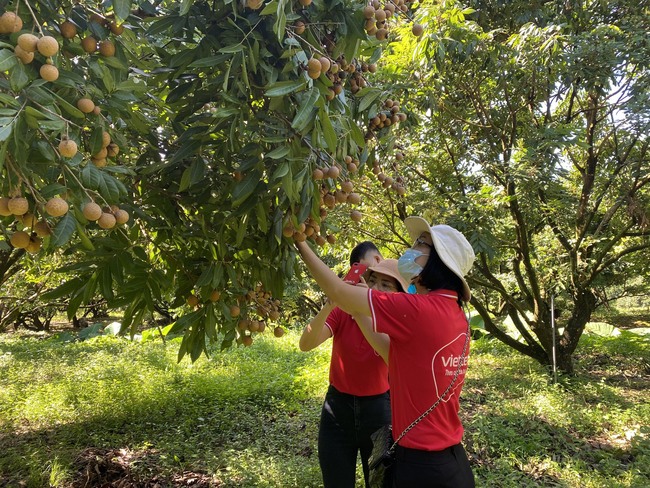 Ứng dụng công nghệ cao “lên đời” trái cây Hòa Bình   - Ảnh 1.