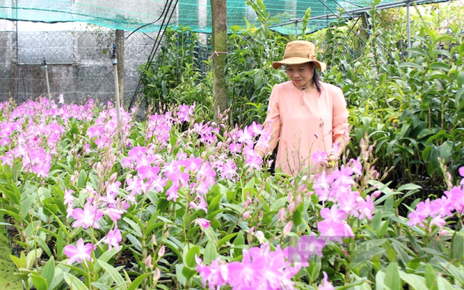 Chị Trần Thị Ngọc Thảo, chủ vườn lan Sơn Hà (xã Đa Phước, huyện Bình Chánh). Ảnh: Trần Khánh