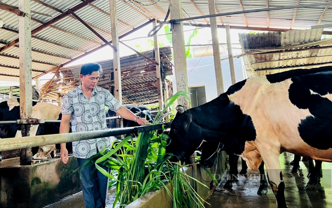 Chăn nuôi bò sữa ở Củ Chi. Ảnh: Trần Khánh