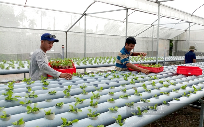 Nông dân quận 12 chuyển đổi mô hình sản xuất truyền thống sang làm nông nghiệp công nghệ cao, phục vụ nhu cầu đô thị. Ảnh: Trần Khánh