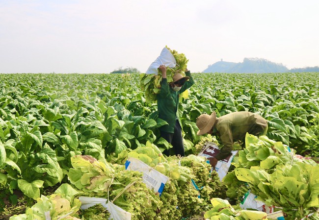 Đăk Lăk tính việc chuyển đổi thuốc lá sang cây trồng khác - Ảnh 1.