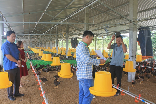 Phong trào nông dân sản xuất kinh doanh giỏi tại Quảng Ngãi: Nhiều mô hình hay, cách làm hiệu quả - Ảnh 1.