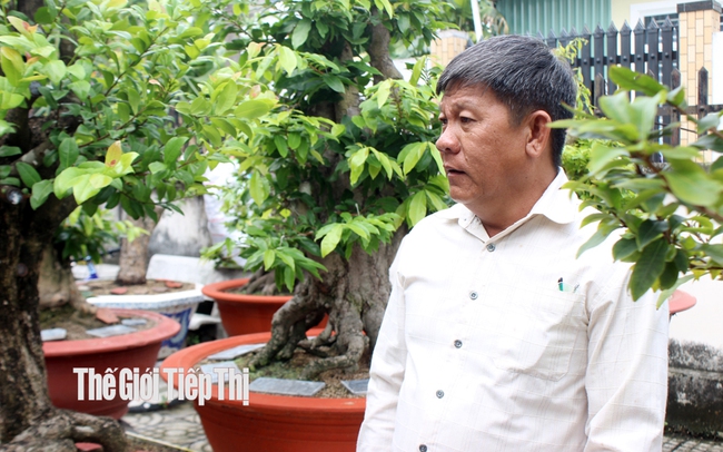 Ông Nguyễn Văn Sơn, chủ vườn mai Út Đực ở phường Hiệp Bình Chánh (TP.Thủ Đức, TP.HCM)