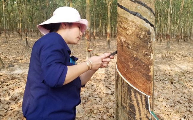 Bàn tay vàng khai thác mủ cao su - Ảnh 1.