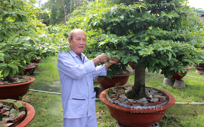 Vườn mai giảo Thủ Đức của lão nông Nguyễn Văn Liên, chủ vườn Mai 3 Luyến ở phường Linh Đông, TP.Thủ Đức. Ảnh: Nguyên Vỹ