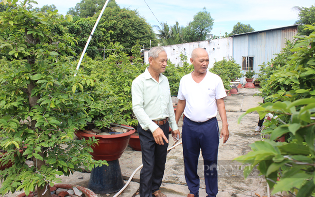 Vườn mai của ông Phương có 1.500 chậu mai lớn, nhỏ. Nhiều chậu mai lớn của ông có kiểu dáng bonsai độc lạ. Ảnh: Nguyên Vỹ