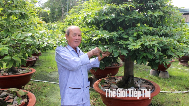 Lão nông Nguyễn Văn Liên đã có 30 năm kinh nghiệm trồng mai. Ảnh: Trần Khánh