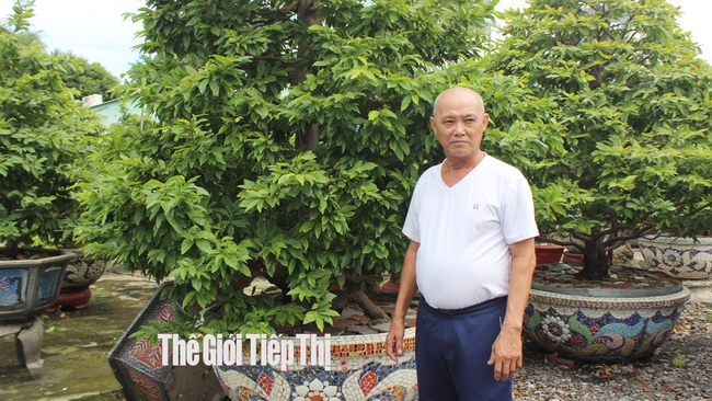 Ông Mã Văn Phương có thâm niên trồng mai từ 30 năm nay. Ảnh: Trần Khánh