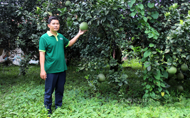 Trồng bưởi da xanh ở Hợp tác xã cây ăn quả Tân Mỹ, huyện Bắc Tân Uyên. Ảnh: Nguyên Vỹ