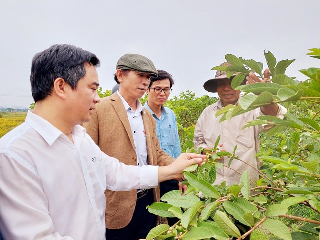 Thừa Thiên Huế có gần 32.000 nông dân triệu phú, tỷ phú  - Ảnh 1.