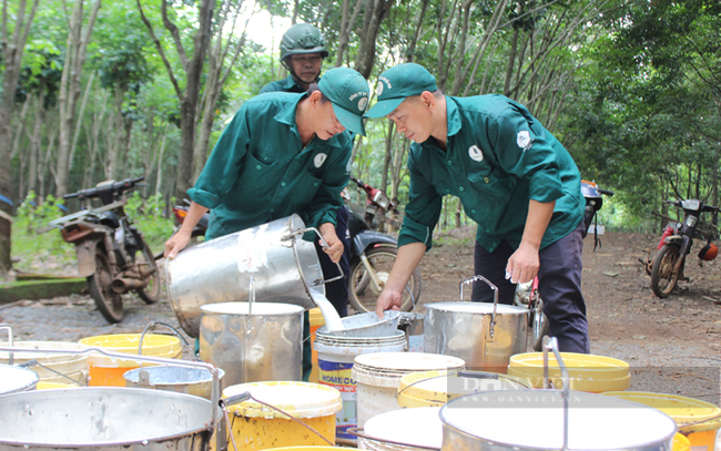 Năm 2022, Tập đoàn Công nghiệp Cao su Việt Nam cho biết, sản lượng khai thác ước 429.852 tấn, đạt 106% kế hoạch năm. Ảnh: Trần Khánh