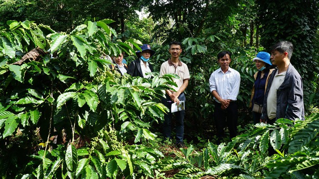 Phát triển ngành cà phê Tây Nguyên: Khuyến nông cộng đồng kết  nối quan trọng - Ảnh 1.