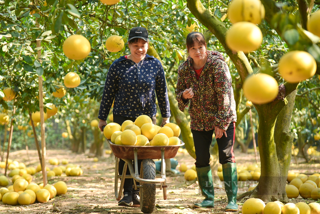 Nông dân Thủ đô sản xuất theo tín hiệu thị trường cuối năm - Ảnh 1.