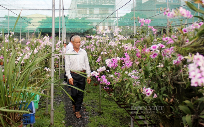 Các sản phẩm chính của vườn lan Tuấn Văn Garden là hoa lan Dendro các loại và hoa lan Cattleya lai tạo. Ảnh: Nguyên Vỹ